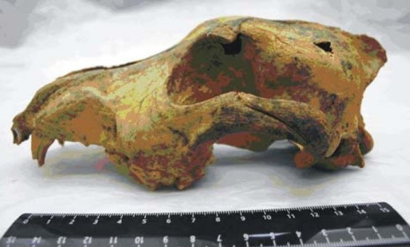 Click image for larger version  Name:	2025.06.03 2 Rise and Rise 33000 year-old dog skull Siberia  source of pioture Wikipedia  Wikimedia Commons.jpg Views:	2 Size:	54.1 KB ID:	36