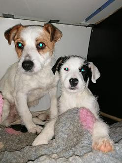 Click image for larger version  Name:	Romania Pawprints 2.jpg Views:	0 Size:	24.4 KB ID:	146