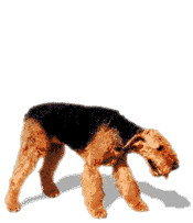 Click image for larger version  Name:	animated-dog-image-0800.gif Views:	0 Size:	21.5 KB ID:	197