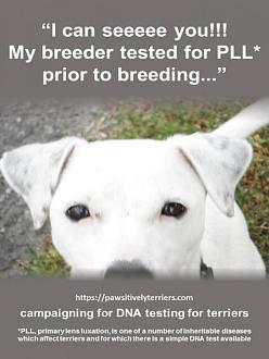 Click image for larger version

Name:	1 of 4 - Help prevent blindness in Terriers - Blanche 2020.jpg
Views:	27
Size:	51.9 KB
ID:	250