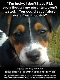 Click image for larger version

Name:	2 of 4 - Help prevent blindness in Terriers - Pipit 2020.jpg
Views:	14
Size:	72.7 KB
ID:	251