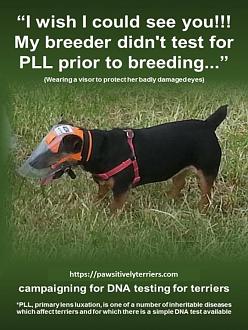 Click image for larger version

Name:	3 of 4 - Help prevent blindness in Terriers - Misty 2020.jpg
Views:	14
Size:	83.9 KB
ID:	252