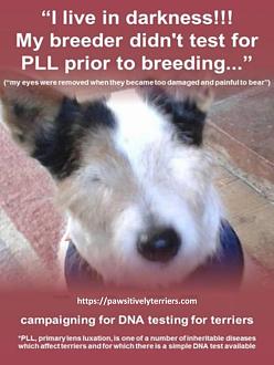 Click image for larger version

Name:	4 of 4 - Help prevent blindness in Terriers - Jumble 2020.jpg
Views:	16
Size:	59.8 KB
ID:	253