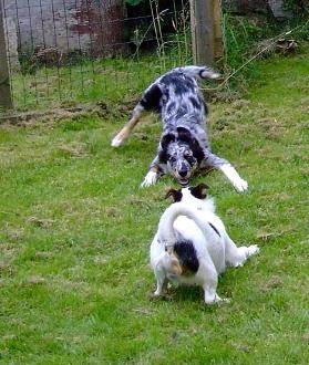 Click image for larger version

Name:	2016.06.11 - play bows - pic by John Howells.jpg
Views:	14
Size:	125.5 KB
ID:	264