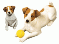 Click image for larger version  Name:	animated-jack-russell-terrier-image-0009.gif Views:	0 Size:	33.2 KB ID:	307